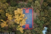 秋叶为球场披上金装 沈阳这一隅成最美打卡地